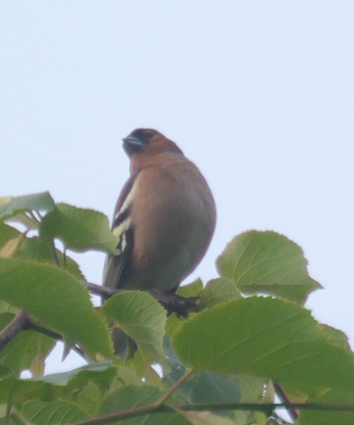 Common Chaffinch - ML581543841