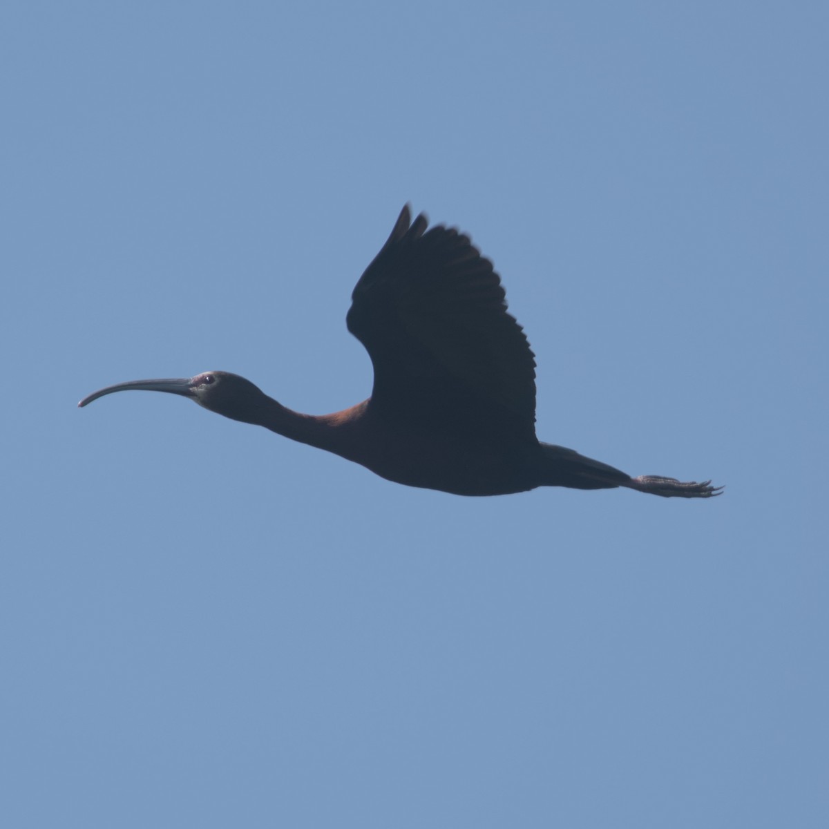 ibis americký - ML581544461