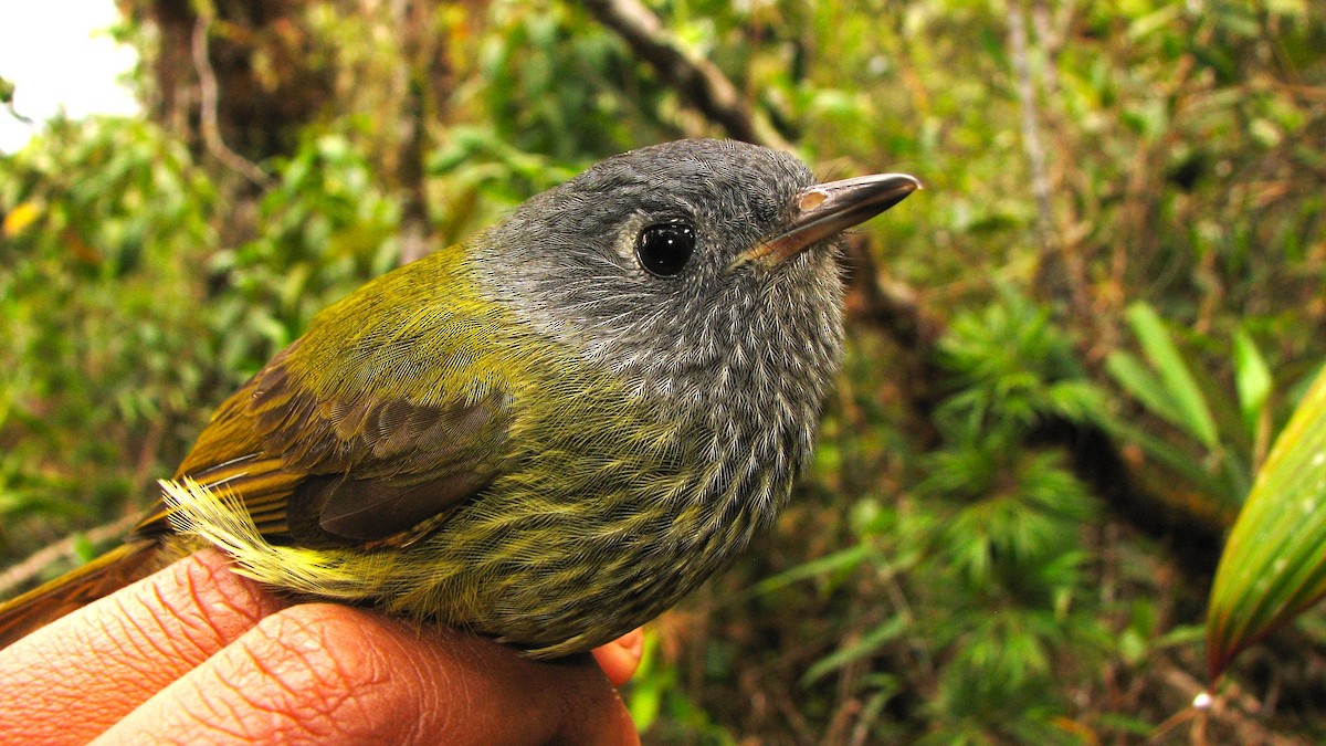Streak-necked Flycatcher - ML581544681