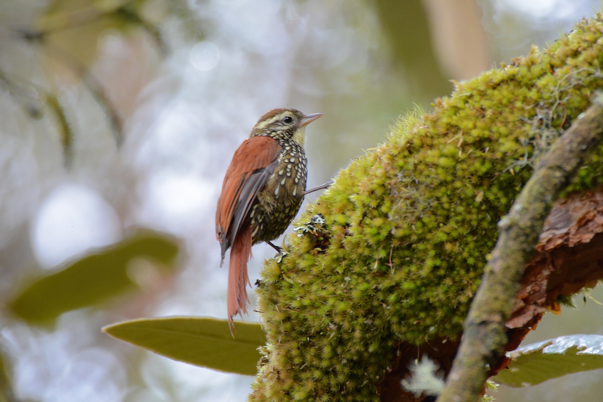 Pearled Treerunner - Richard Garrigus