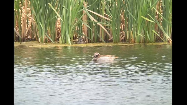 Long-tailed Duck - ML581546091