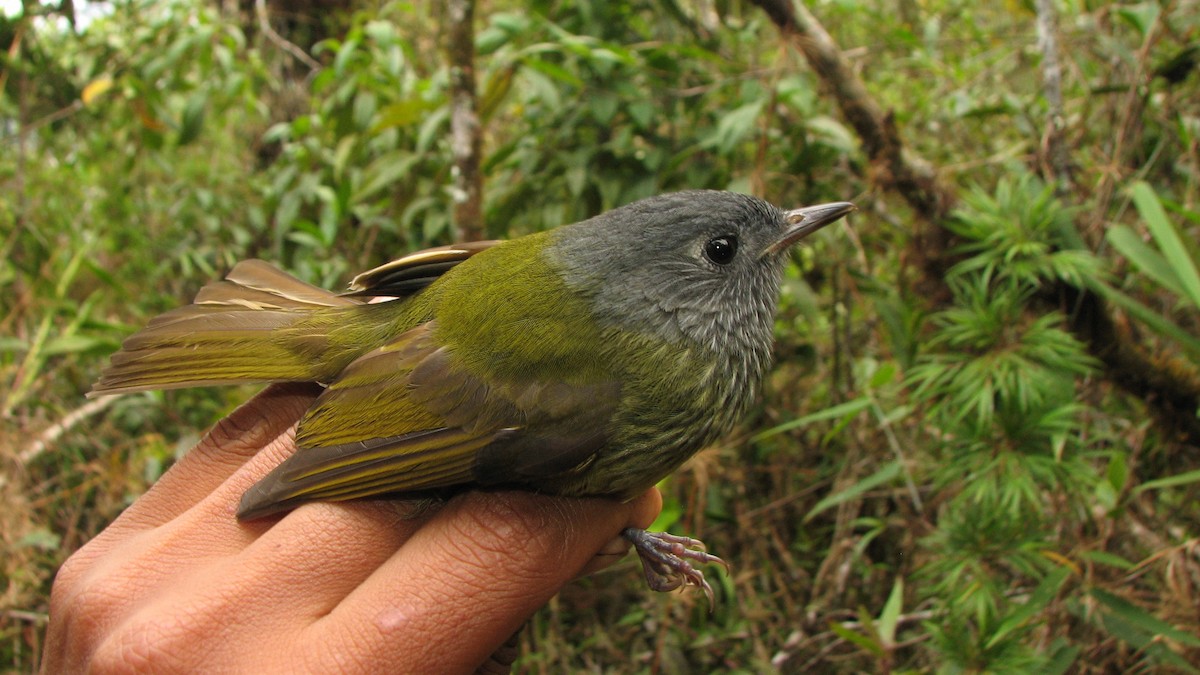 Streak-necked Flycatcher - ML581546581