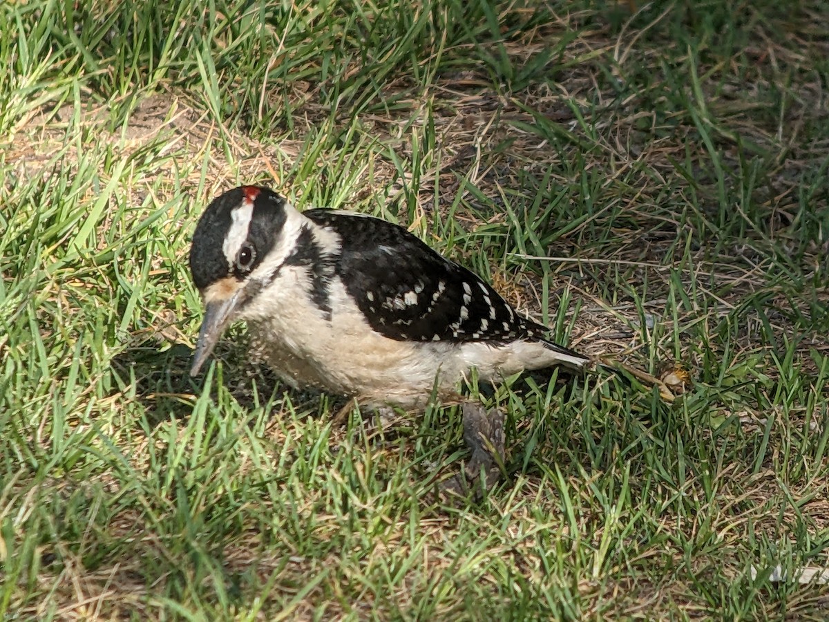 Hairy Woodpecker - ML581546671