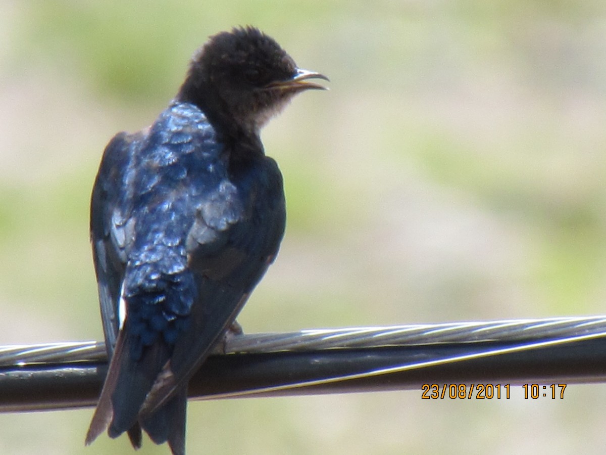 Purple Martin - ML581547391