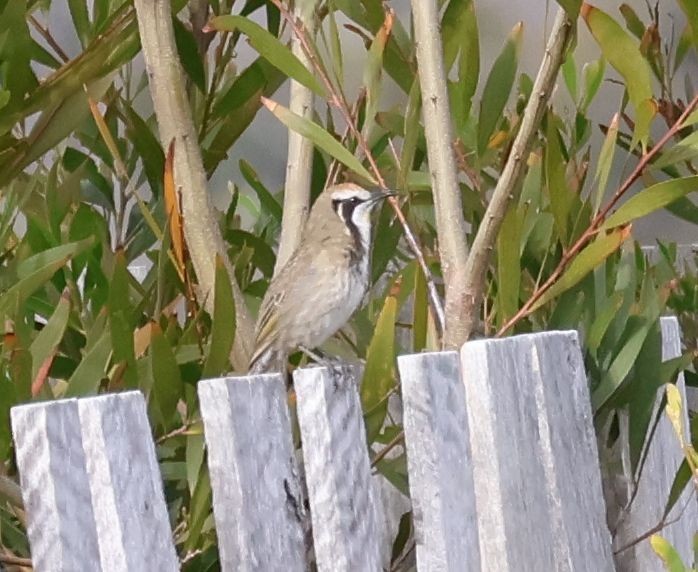 Tawny-crowned Honeyeater - Martin Butterfield