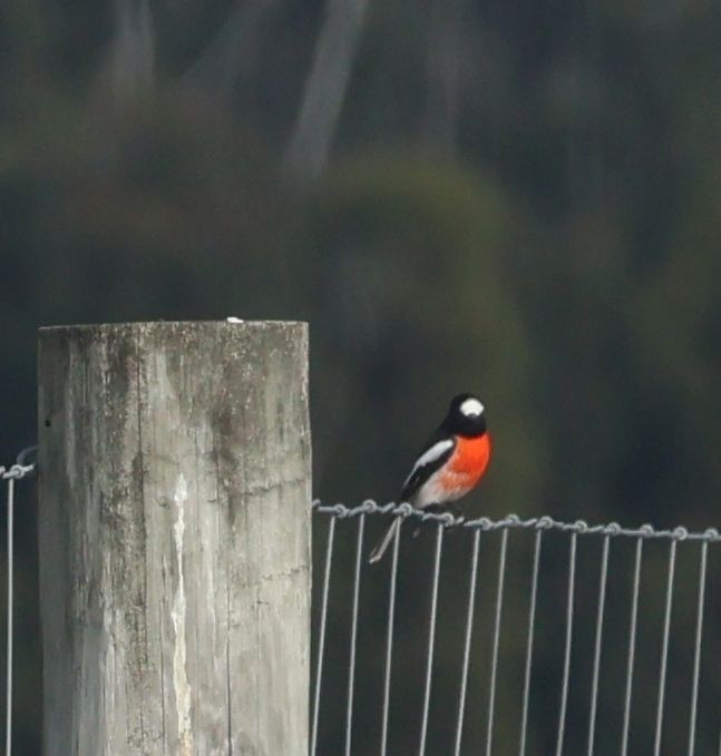 Scarlet Robin - ML581548541