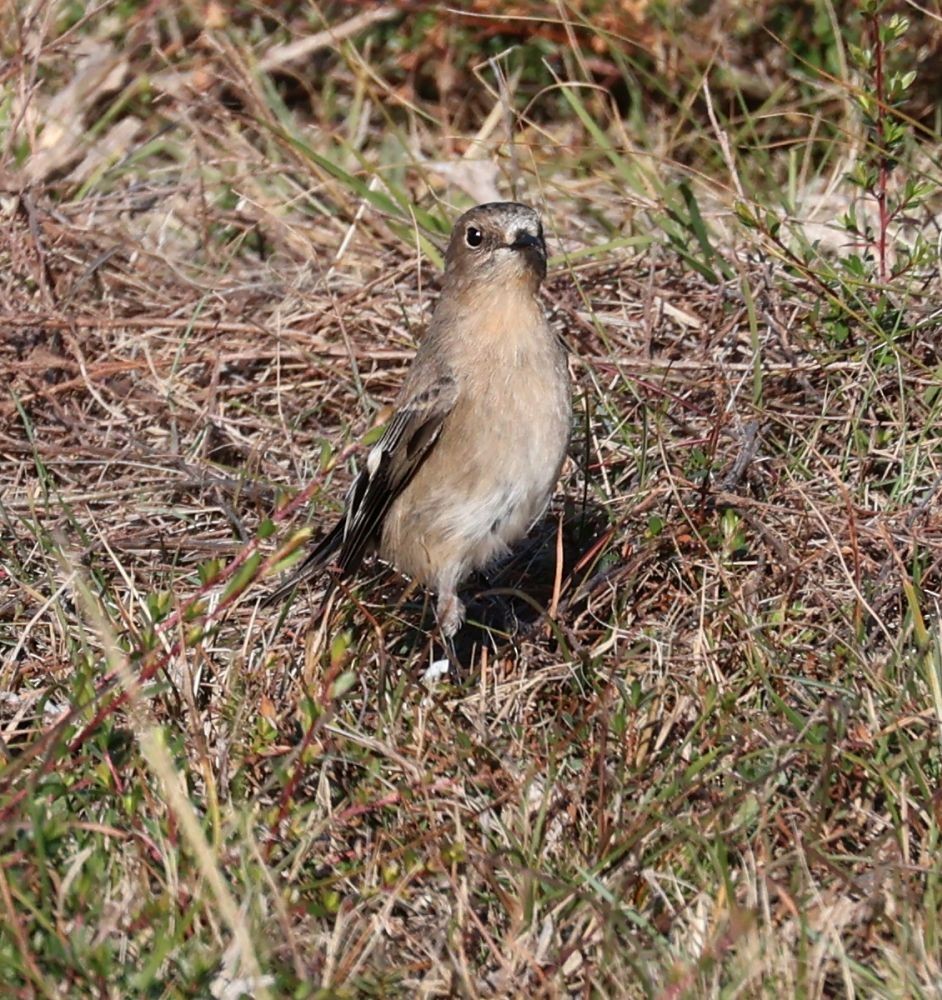 Petroica Flamígera - ML581548861