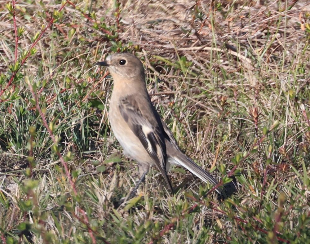 Petroica Flamígera - ML581548871