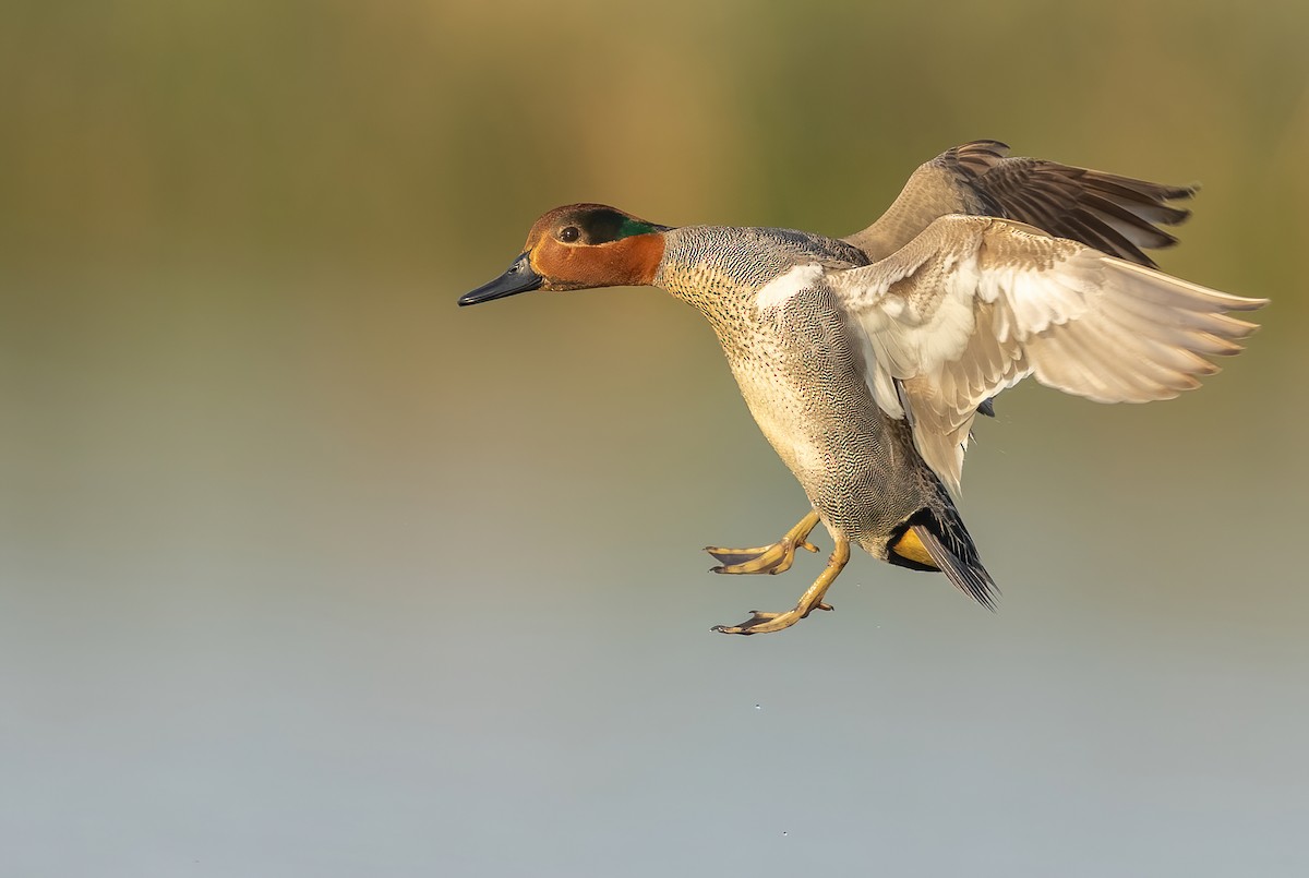 Green-winged Teal - ML581550201