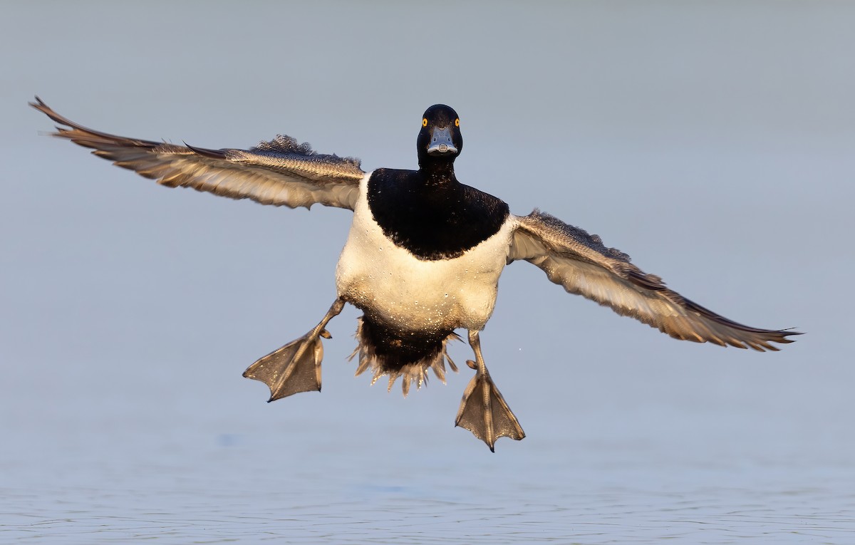 Lesser Scaup - ML581550251