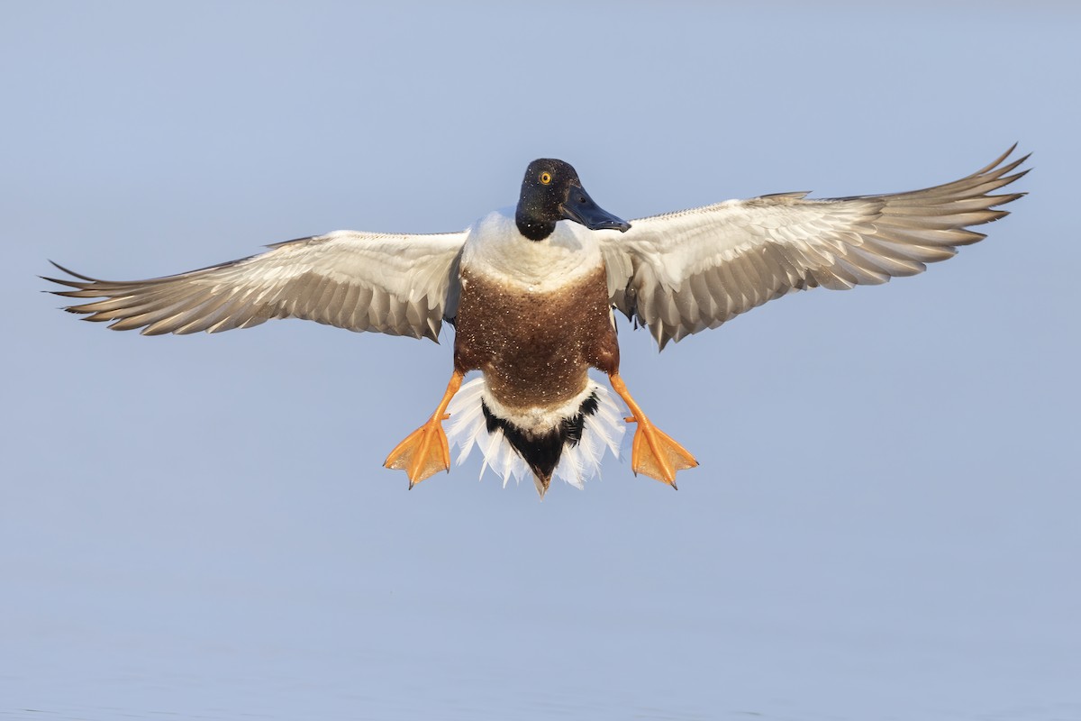 Northern Shoveler - ML581550341