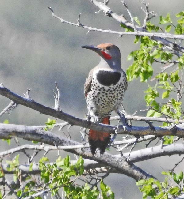 Northern Flicker - ML581550541