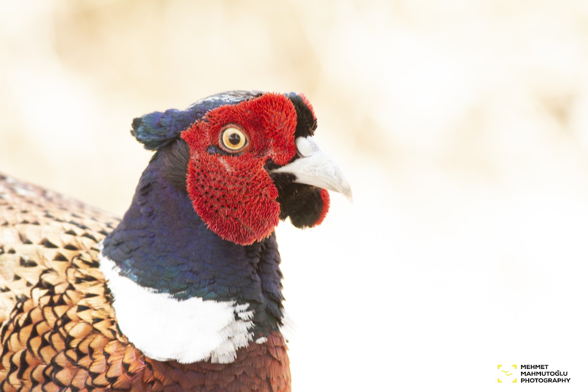 Ring-necked Pheasant - ML581550761