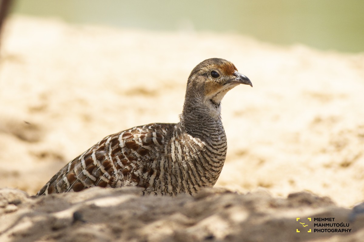 Gray Francolin - ML581551151