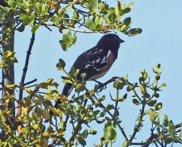 Spotted Towhee - ML581551311