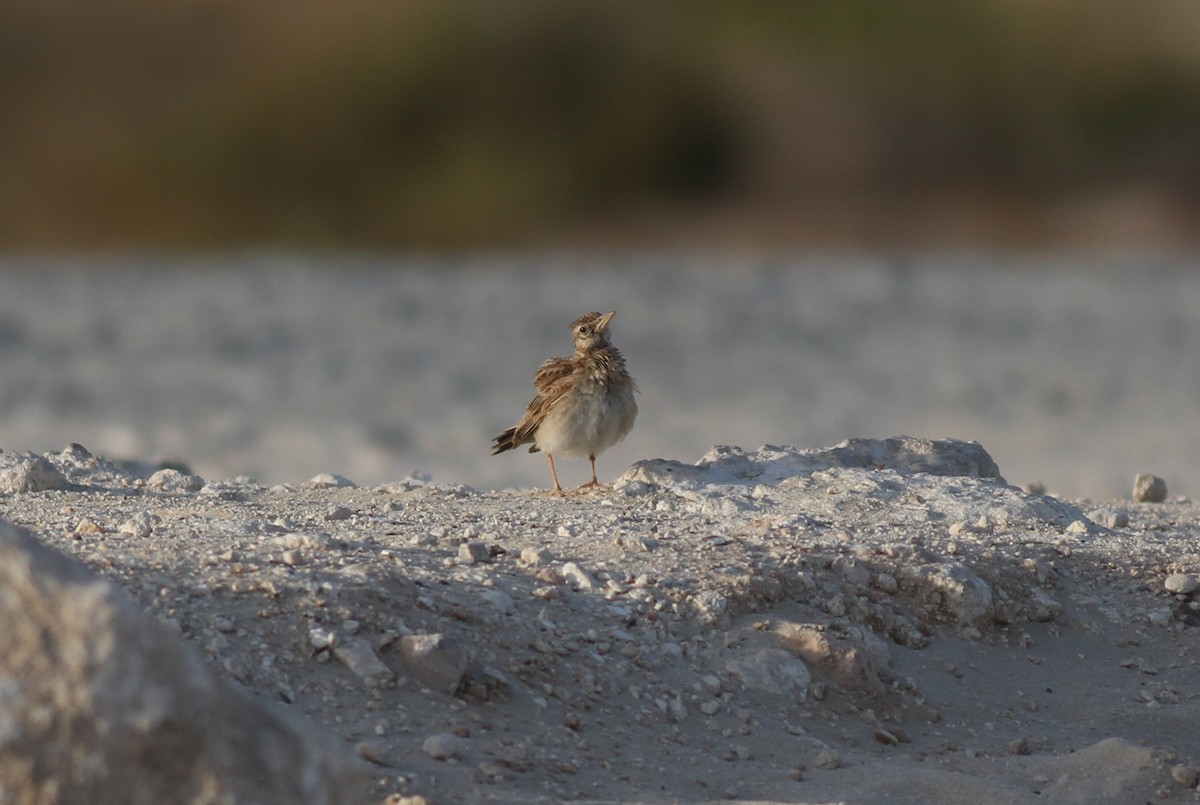 Crested Lark - ML581552851