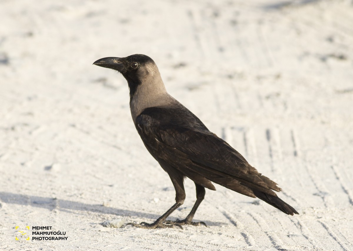 House Crow - ML581554331