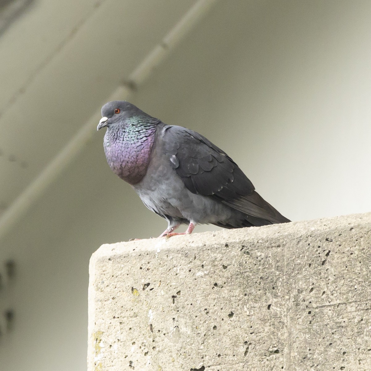 Rock Pigeon (Feral Pigeon) - ML581555381
