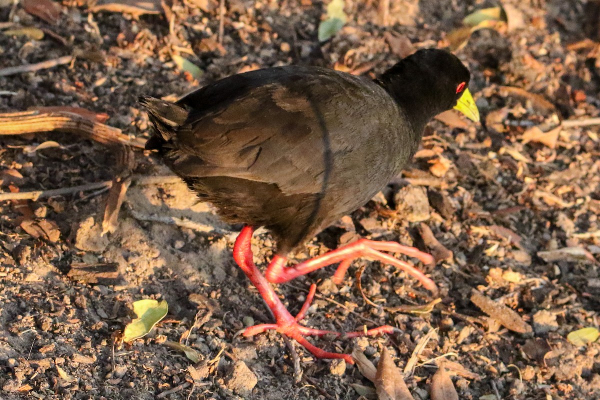 Black Crake - Marie Stridh