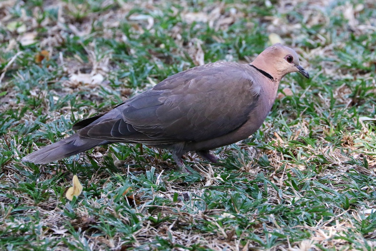 Red-eyed Dove - ML581557001