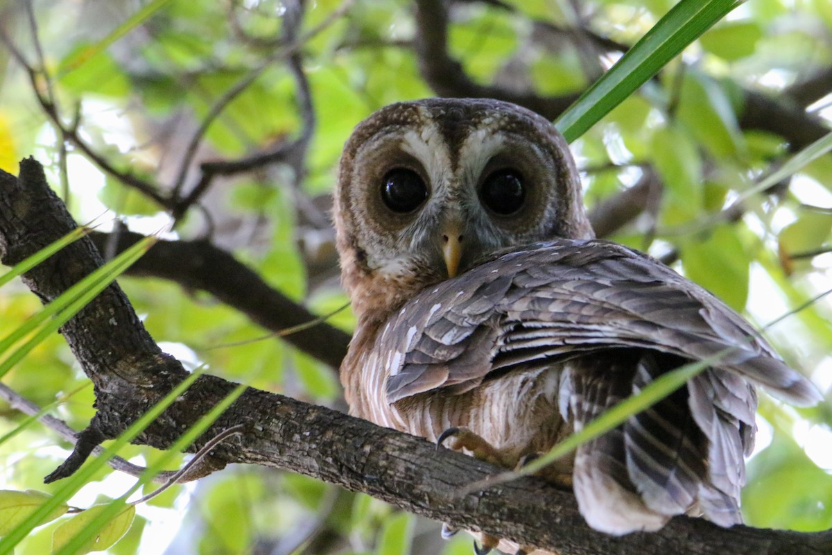 African Wood-Owl - ML581557081