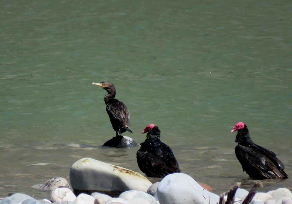 Neotropic Cormorant - David  Samata Flores