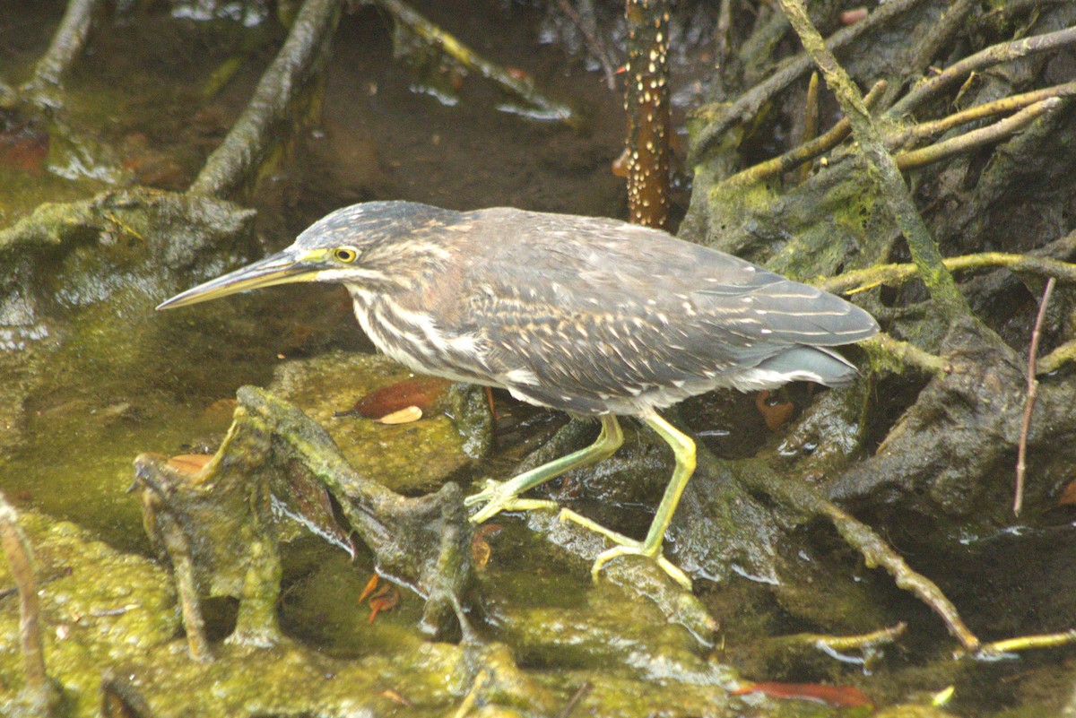 Green Heron - ML581558681