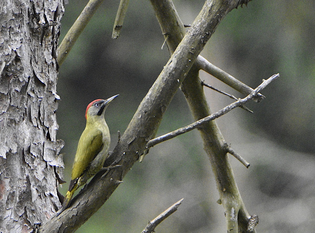 Levaillant's Woodpecker - ML581558821