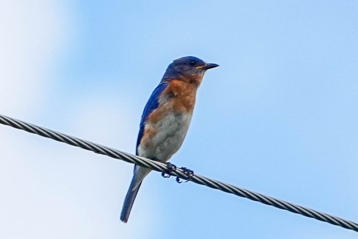 eBird Checklist - 5 Jun 2023 - Duette Road, Myakka City, Florida, US ...