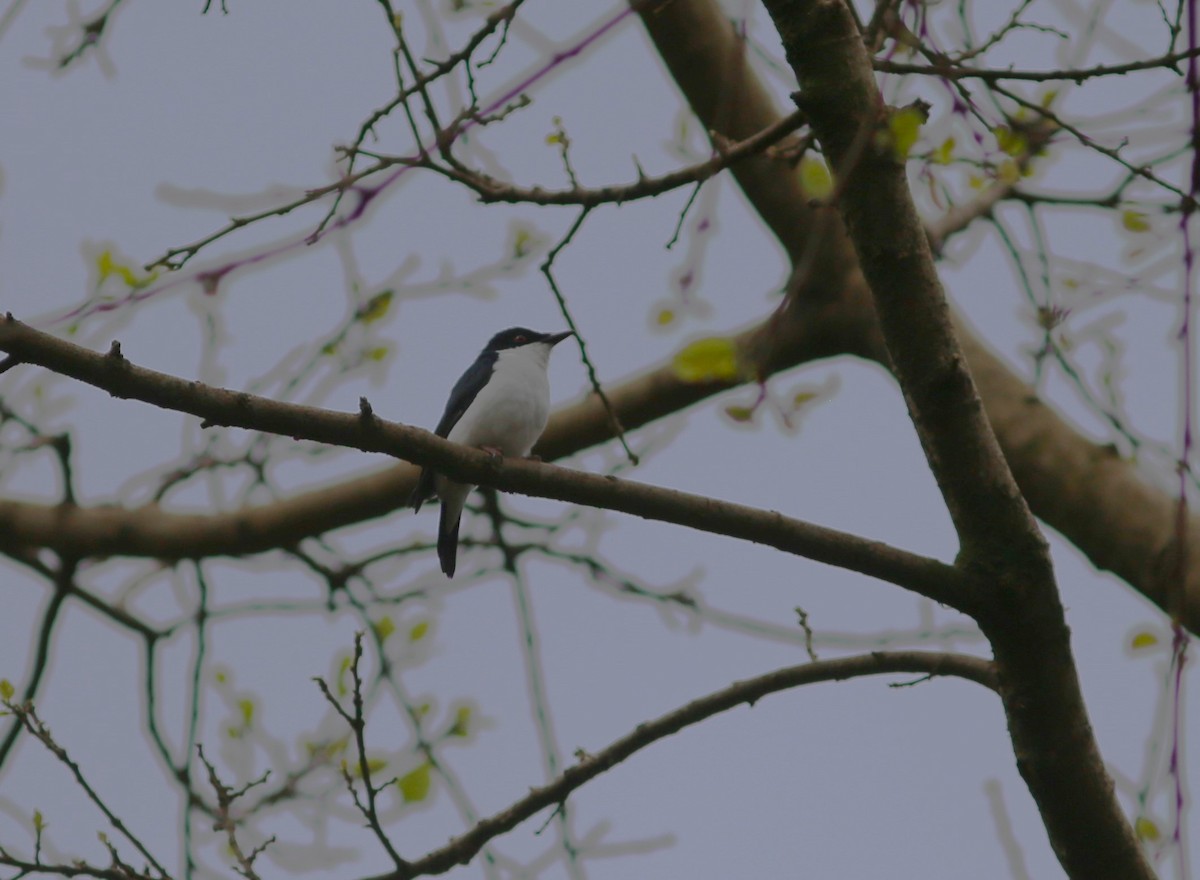 African Shrike-flycatcher - ML581559691