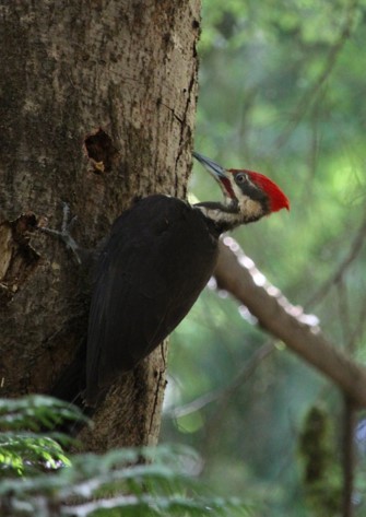 Pileated Woodpecker - Kelly Kline