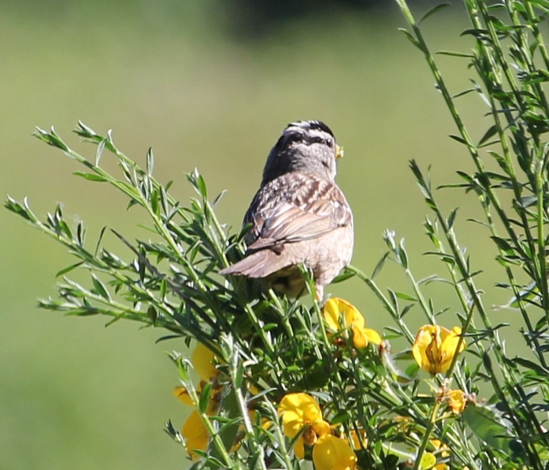 White-crowned Sparrow - Kelly Kline