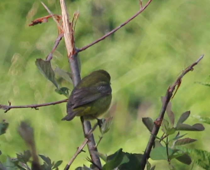 Orange-crowned Warbler - ML581560601