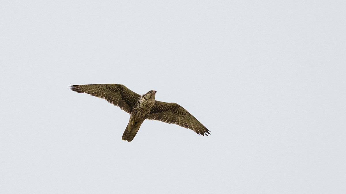 Saker Falcon - babur hakarar
