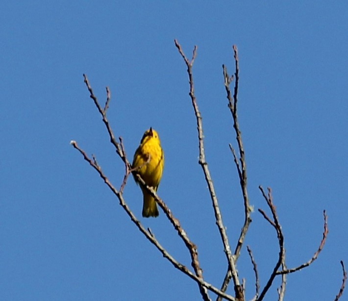 Yellow Warbler - Kelly Kline