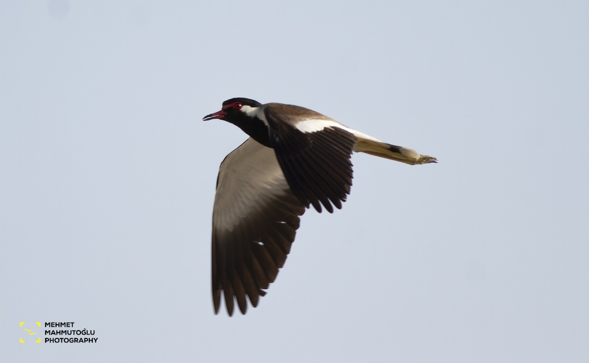 Red-wattled Lapwing - ML581562201