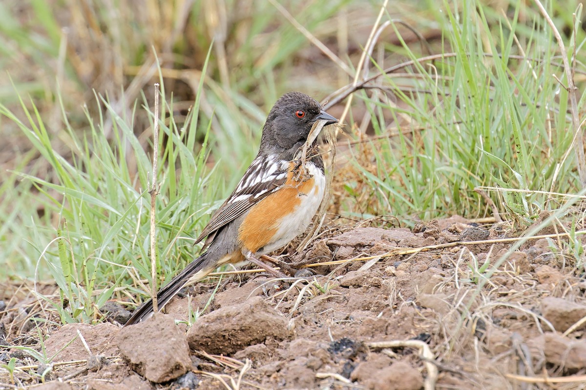 Spotted Towhee - ML581563041