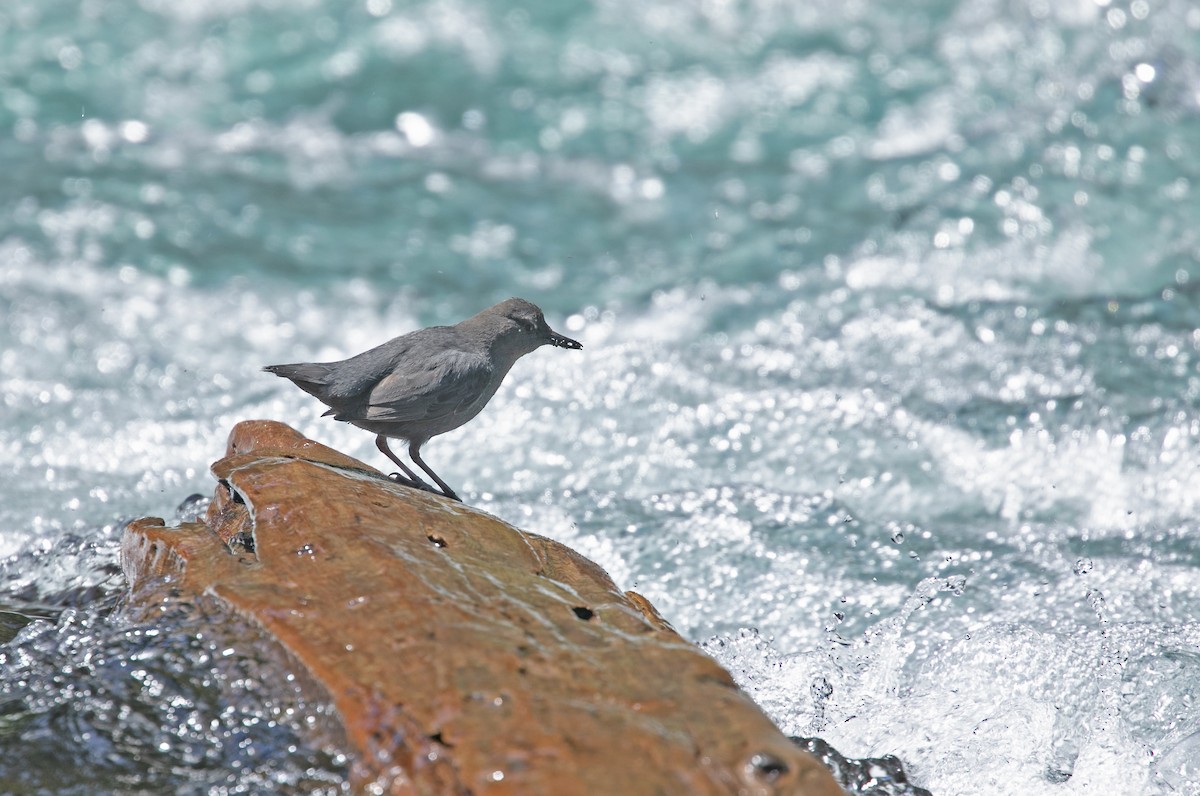 American Dipper - ML581563061