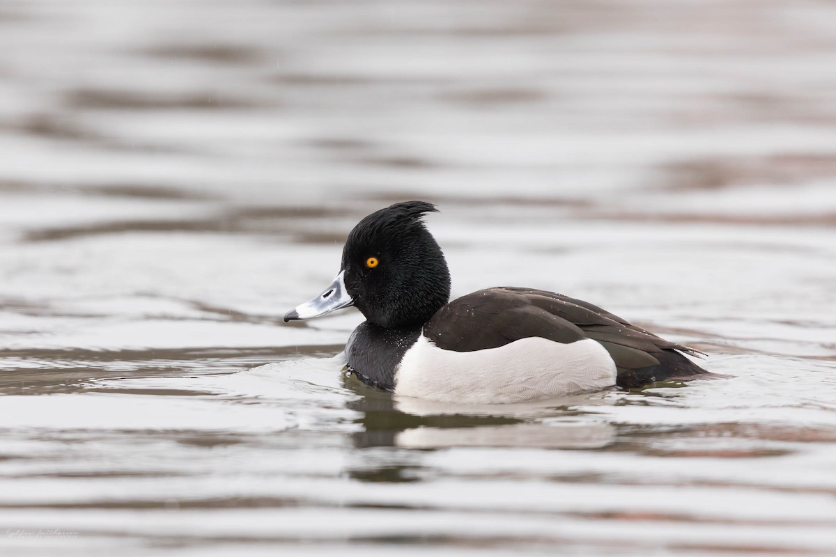 Ring-necked x Tufted Duck (hybrid) - ML581563761