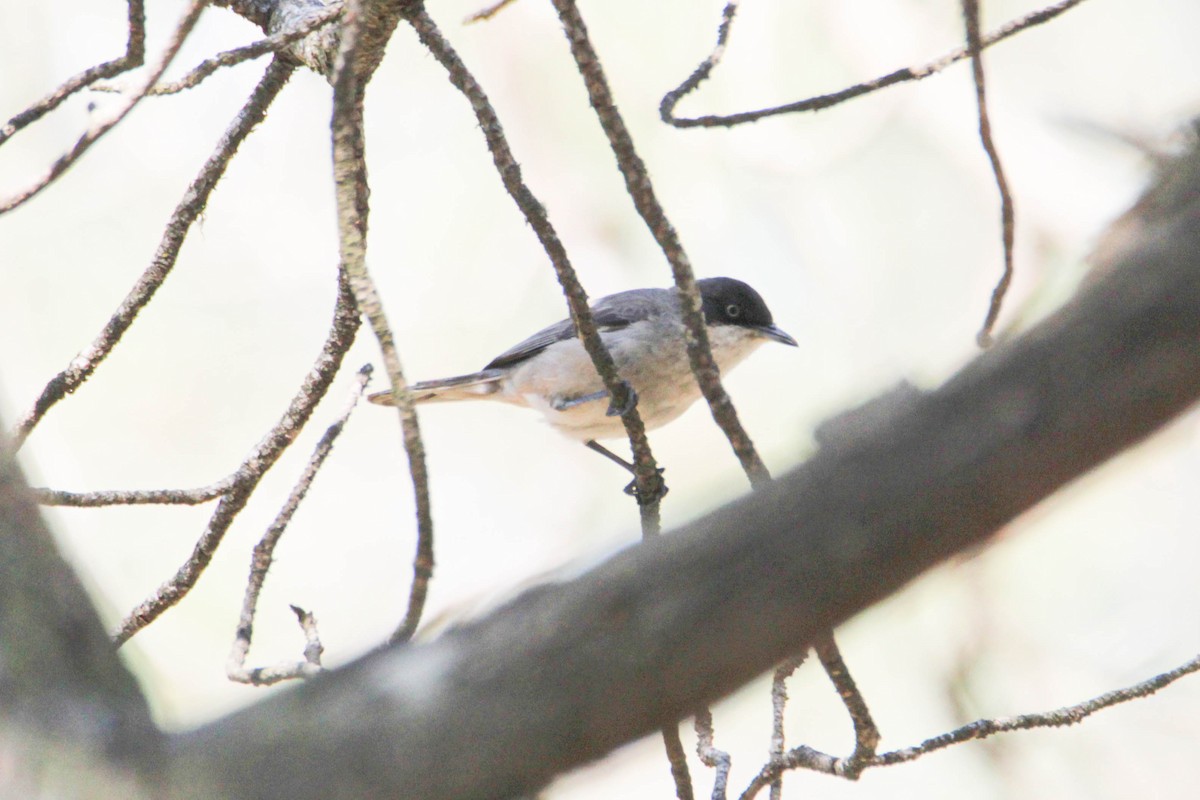 Western Orphean Warbler - ML581563801
