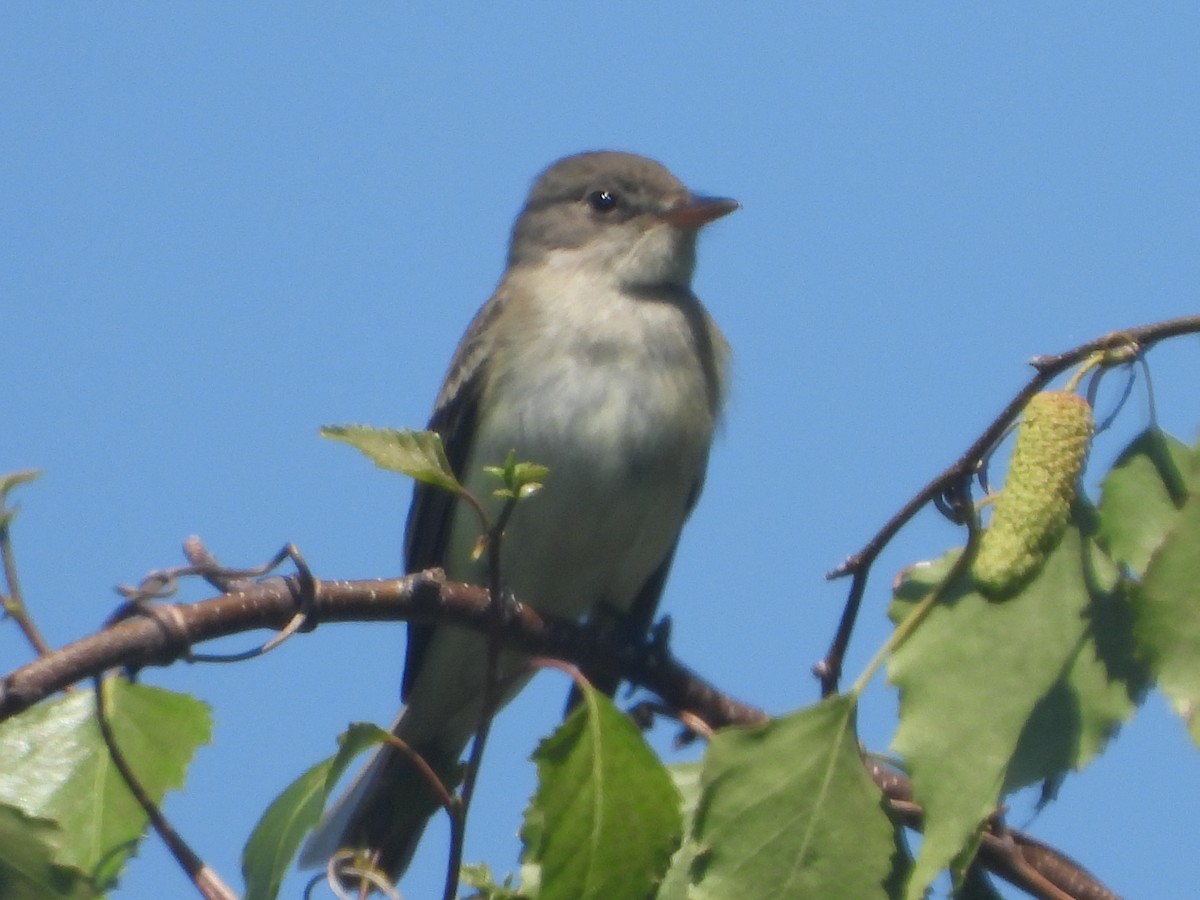 Willow Flycatcher - ML581564941