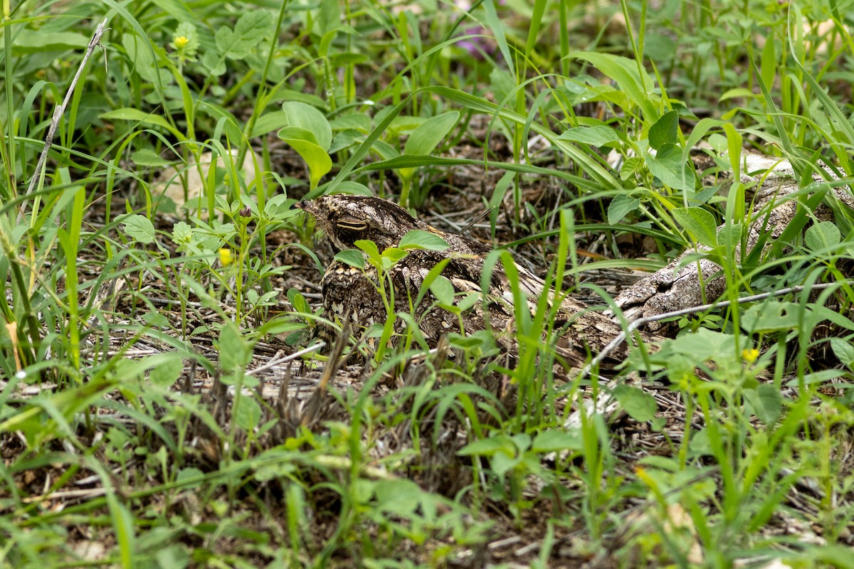 Sombre Nightjar - Edward Jenkins