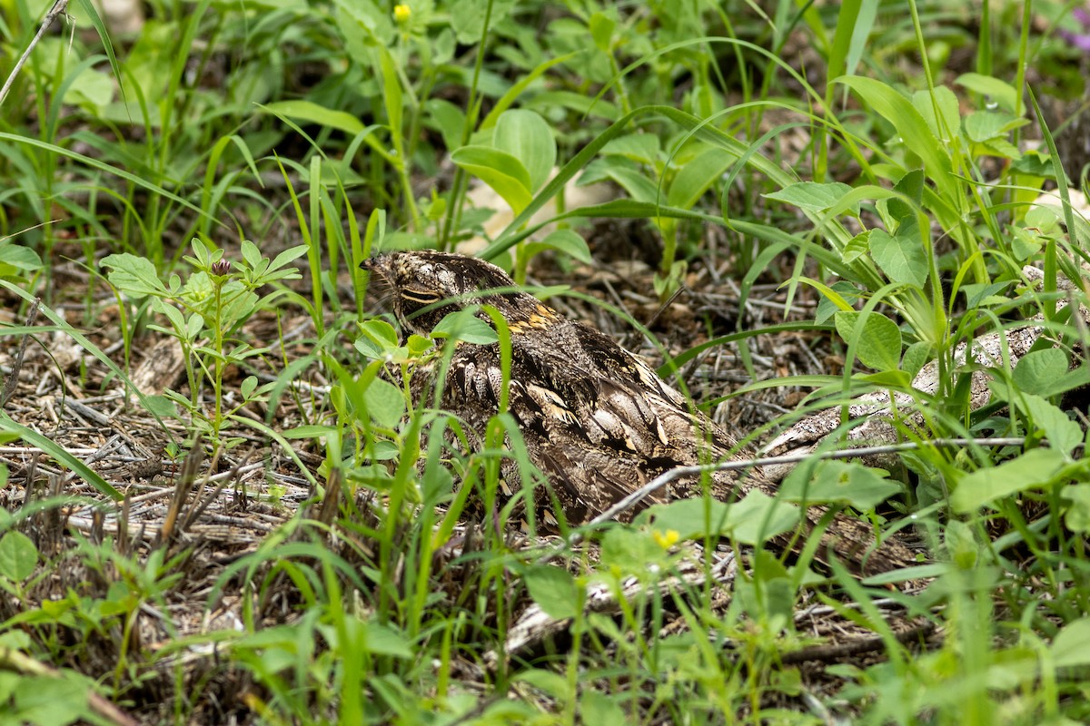 Sombre Nightjar - ML581565181