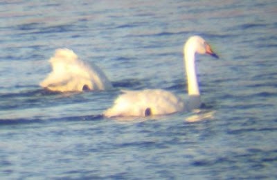 Whooper Swan - ML581565341