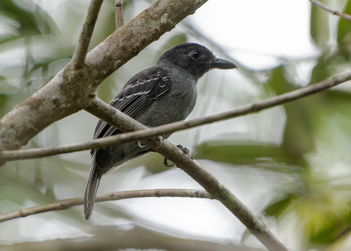 Blackish-gray Antshrike - Guillermo  Saborío Vega