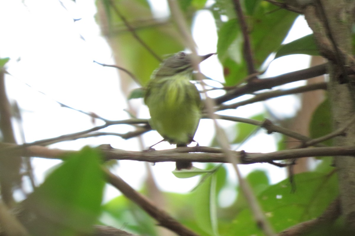 Stripe-necked Tody-Tyrant - ML58156641