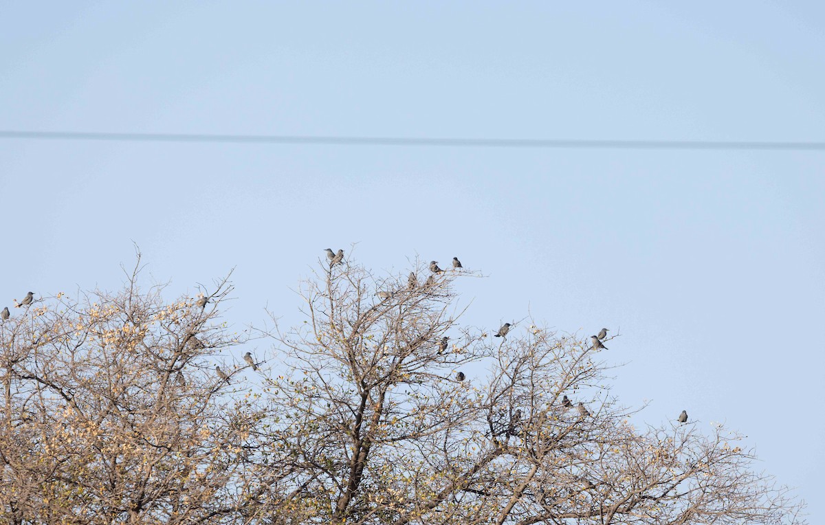 Pinyon Jay - Linda Rudolph