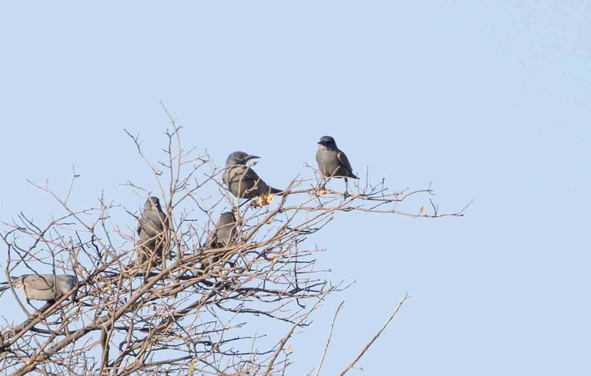 Pinyon Jay - ML581566541