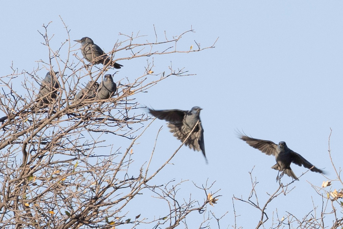 Pinyon Jay - ML581566571