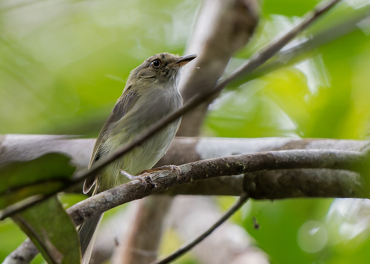 Helmeted Pygmy-Tyrant - ML581566671